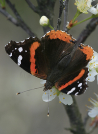 Red Admiral